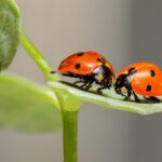 ladybugs, ladybirds, bugs